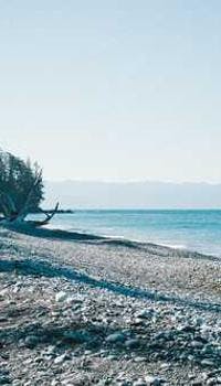 a lone tree on a rocky beach near the ocean