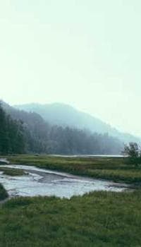 a river running through a lush green forest