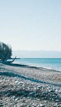 a lone tree on a rocky beach near the ocean